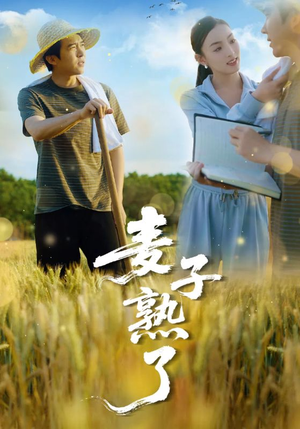 麦子熟了（52集）一共多少集