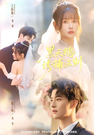 黑天鹅诱捕法册（80集）第一集